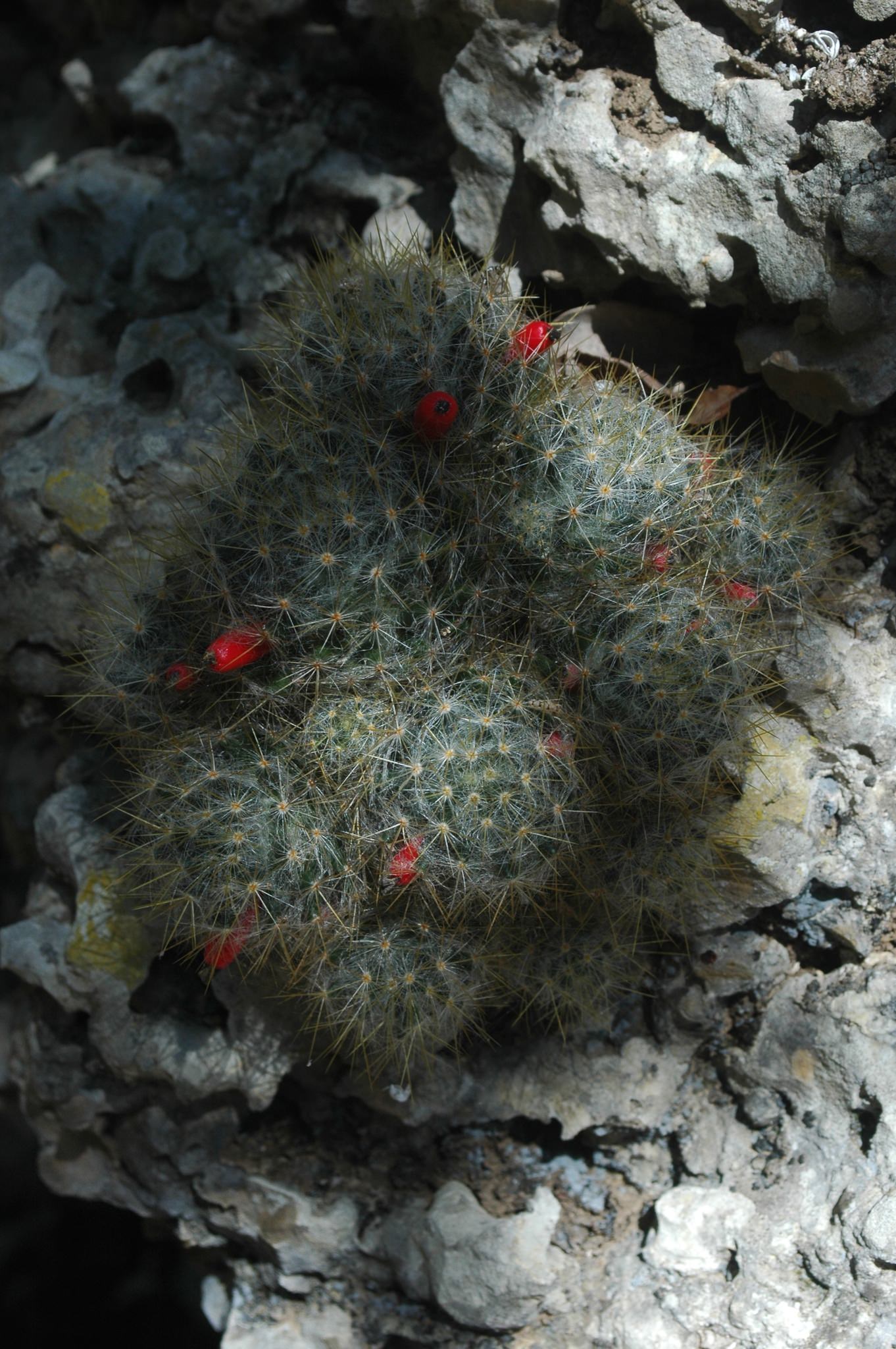 Mammillaria prolifera